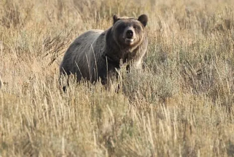Backpacker Injured by Bear in Wilderness Area Flown to Medical Facility
